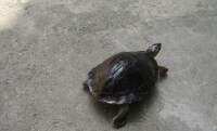木紋龜