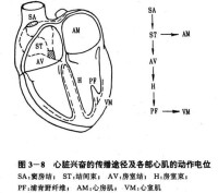 心臟傳導系統