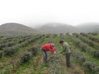 高山烏龍茶種植