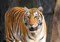 食人動物--老虎