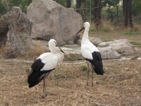 常州淹城野生動物園