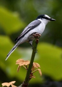 灰山椒鳥