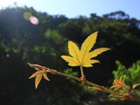 龍高山