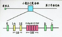 組織相容性