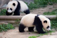 亞特蘭大動物園熊貓雙胞胎