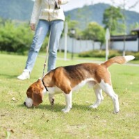 米格魯獵兔犬