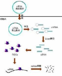 寡核酸探針