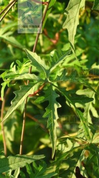 多裂魚黃草