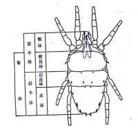 植綏蟎科