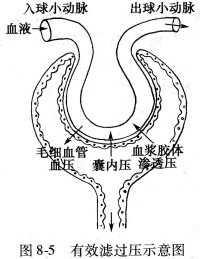 腎小囊