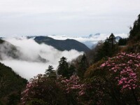 神農架國家森林公園風景