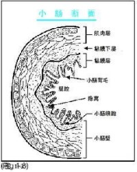 放射性腸炎