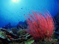 海底珊瑚圖片