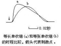 單收縮