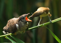 大葦鶯在餵養體形比自己還大的大杜鵑雛鳥