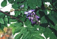 紫金藤花