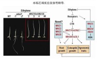 張勁松[中國科學院遺傳與發育研究所研究員]