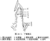 丁香莖尖