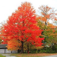 日本紅楓