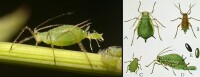 蚜蟲有性生殖產卵休眠過冬（左為孤雌生殖）
