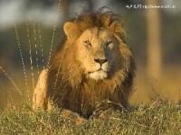 非洲獅子