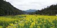 鳳美村[廣東潮州市潮安縣磷溪鎮下轄村]