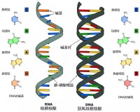 DNA表達的信息需轉給一種“信使RNA”