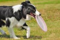 邊境牧羊犬圖片