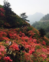 武漢雲霧山