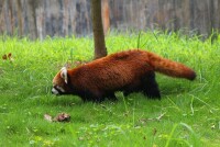 贛州森林動物園