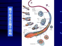 植物的精子結構示意圖