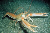 挪威龍蝦(學名:Nephrops norvegicus)