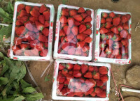 滿城草莓