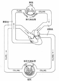 肺泡與組織氣體交換示意圖（mmHg）