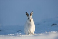 雪中的雪兔