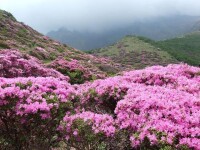 草原杜鵑