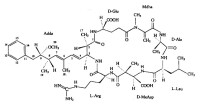 砂海葵毒素分子結構