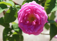“千葉玫瑰”-百葉薔薇Rosa centifolia