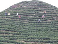 平陽縣原朝陽鄉早香茶基地