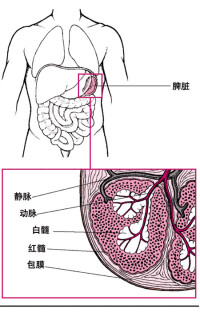 脾臟觸診