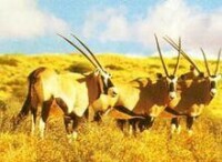 Kgalagadi 跨國公園內有大羚羊