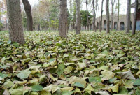 新鄉京華園