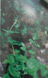 碗豆七原植物圖