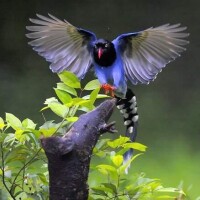 台灣藍鵲飛翔圖集