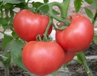 西紅柿用微生物菌劑提升品質