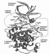 GSK-3β與AMP-NP 複合物的晶體結構