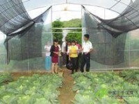 2013年德化鄉高原特色農業大河邊蔬菜示範基地