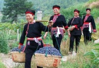 葡萄豐收畲民樂