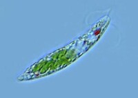 綠眼蟲 Euglena viridis