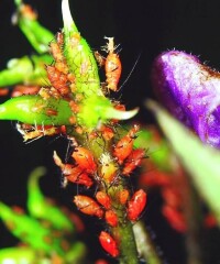 蚜蟲分泌的蜜露